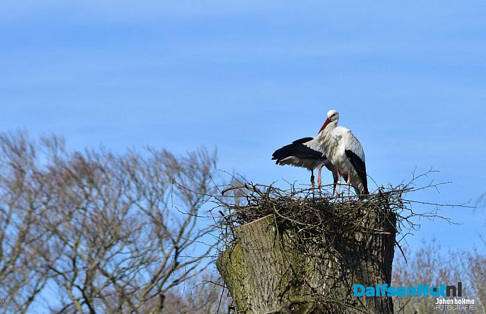 Op en top lente in de tuin bij De Leemcule Dalfsen