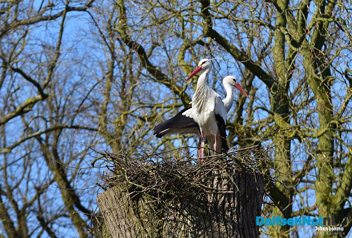Op en top lente in de tuin bij De Leemcule Dalfsen