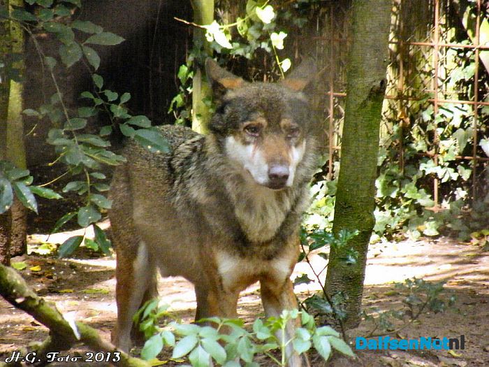 Wanneer kuiert de eerste Wolf bij “Het Boskamp” over het terras? - Foto: H.G. Foto