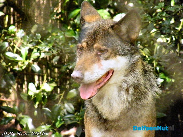 Wanneer kuiert de eerste Wolf bij “Het Boskamp” over het terras? - Foto: H.G. Foto