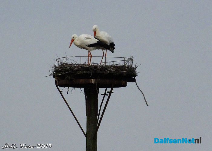 Ook ooievaars in Oudleusen. - Foto: H.G. Foto