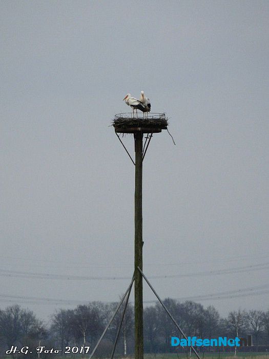 Ook ooievaars in Oudleusen. - Foto: H.G. Foto
