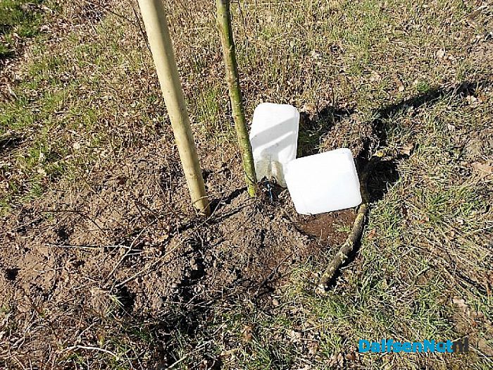 Aangeplante boompjes water geven