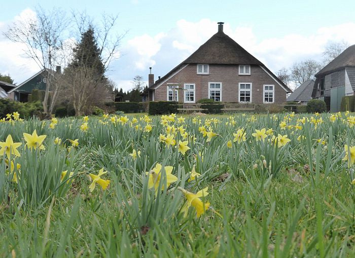 Bollenbank voor unieke wilde narcis opgericht - Foto: Eigen geleverde foto