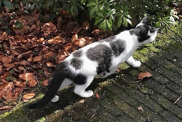 Zwart-witte kater vermist Hoonhorst - Foto: Eigen geleverde foto