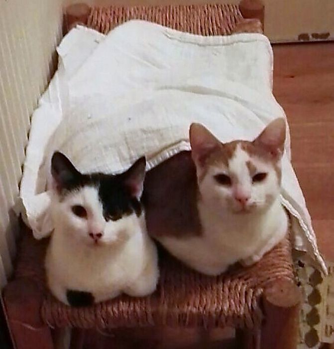 Zwart-witte kater vermist Hoonhorst - Foto: Eigen geleverde foto