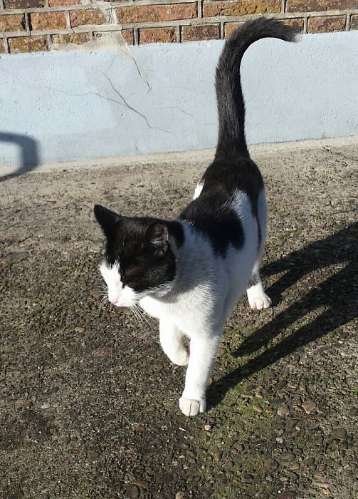 Wie mist er een kat - Foto: Eigen geleverde foto