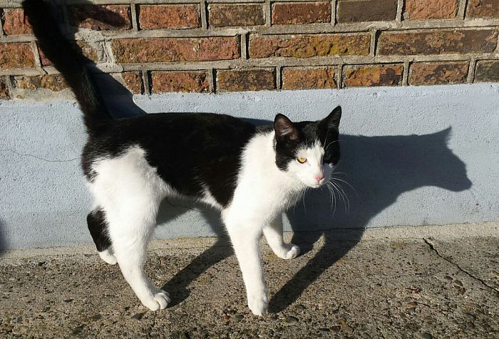 Wie mist er een kat - Foto: Eigen geleverde foto
