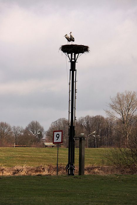 De ooievaars hebben er zin in - Foto: Eigen geleverde foto