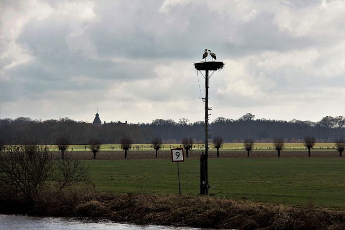 De ooievaars hebben er zin in - Foto: Eigen geleverde foto