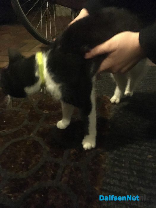 Zwart witte kat aan komen lopen - Foto: Ingezonden foto