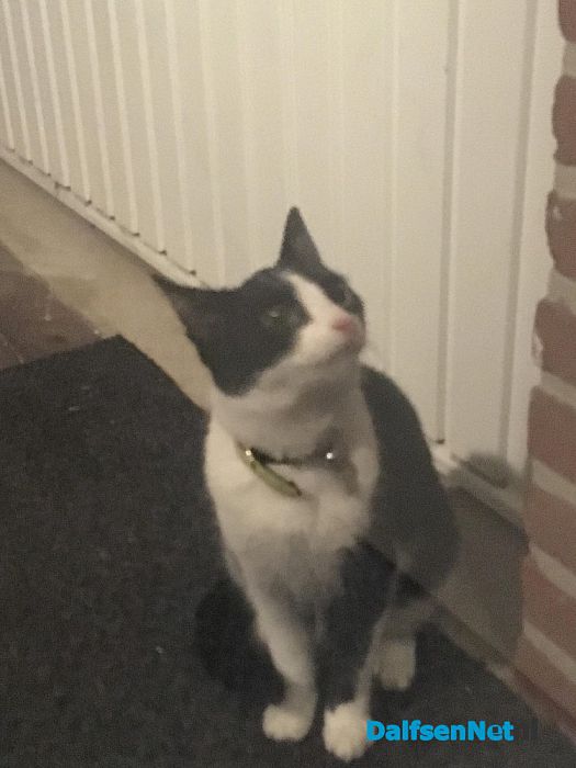 Zwart witte kat aan komen lopen - Foto: Ingezonden foto
