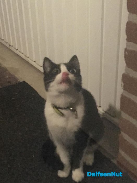 Zwart witte kat aan komen lopen - Foto: Ingezonden foto