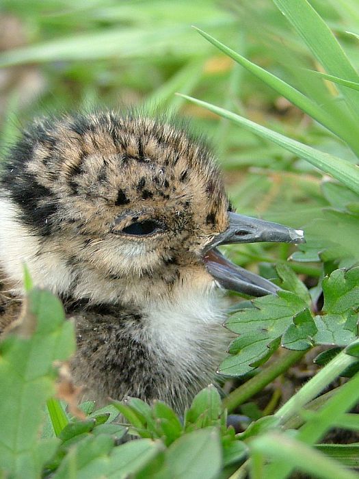 Cursus weidevogelbescherming (gratis) - Foto: Eigen geleverde foto
