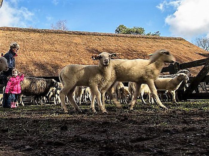 Kom ook lammetjes bewonderen - Foto: Eigen geleverde foto