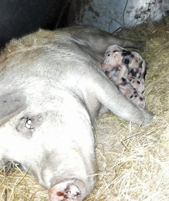 Maar liefst 10 biggen - Foto: Eigen geleverde foto