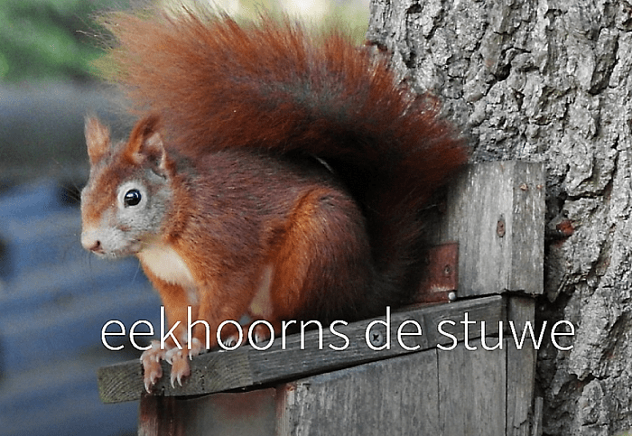 Allemaal eekhoorns uut Oldleusen - Foto: Eigen geleverde foto