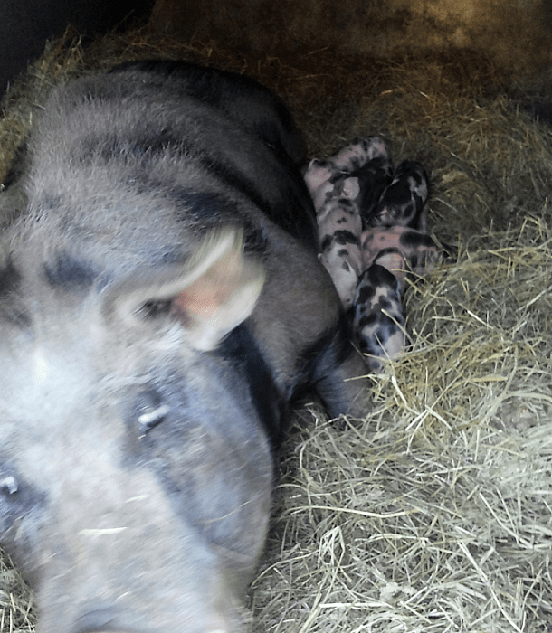 Gisteren nog nestelen met een vussie heui in de bek - Foto: Eigen geleverde foto