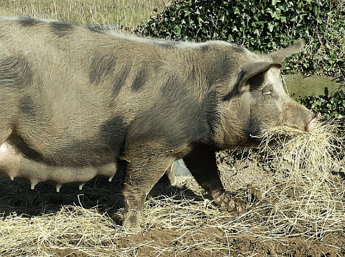 Bij de Panhof krijgen ze er juist varkensruggen bij - Foto: Eigen geleverde foto