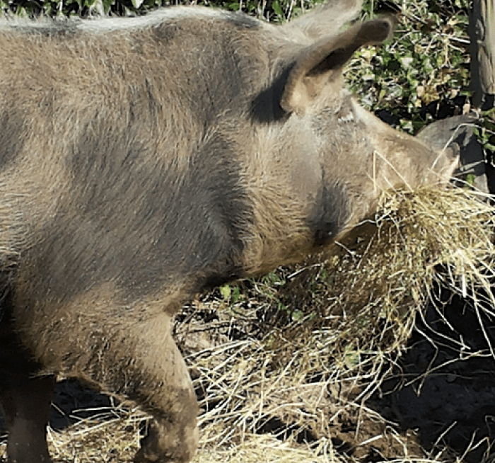 Bij de Panhof krijgen ze er juist varkensruggen bij - Foto: Eigen geleverde foto