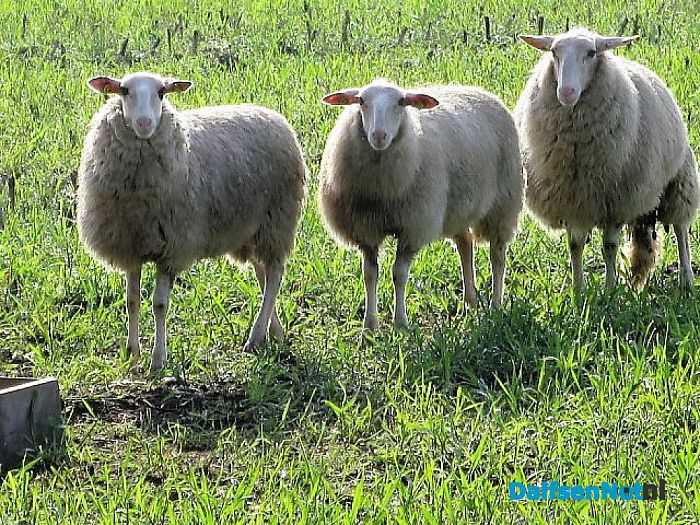 De schapen dromen van fris gras en heide - Foto: Wim