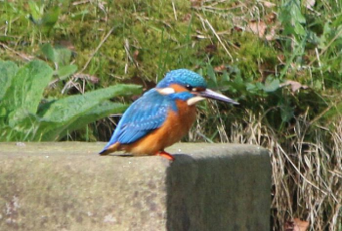 Altijd weer prachtig een ijsvogel - Foto: Eigen geleverde foto