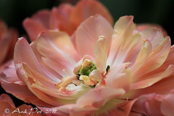 Foto van de maand van Ank - Foto: Ank Pot