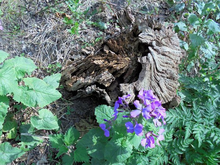 De natuur ontwaakt - Foto: Eigen geleverde foto