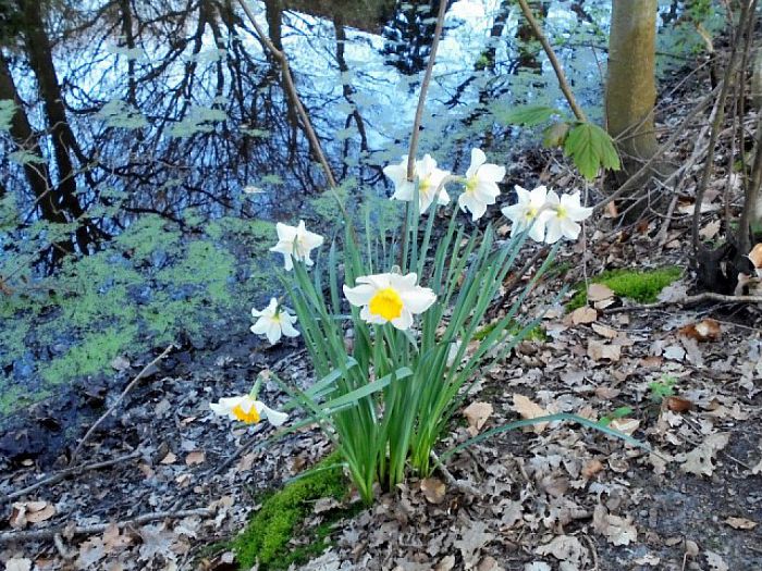 De natuur ontwaakt - Foto: Eigen geleverde foto
