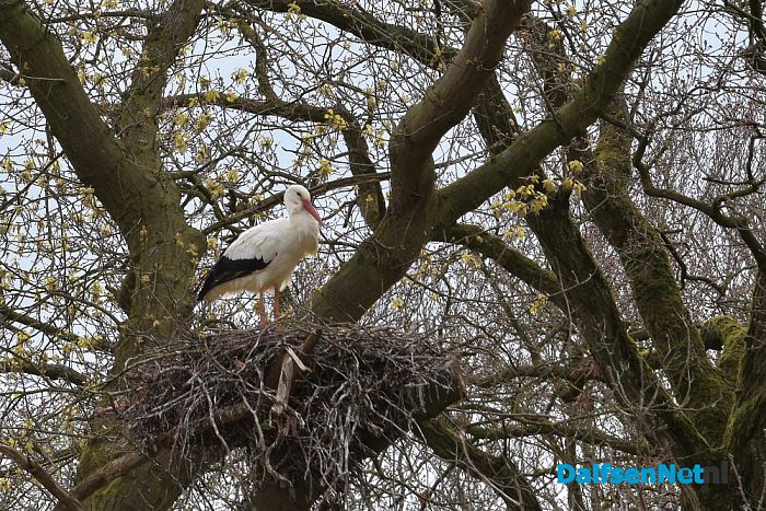 Ooievaarspaar bij kasteel Rechteren - Foto: Johan Bokma