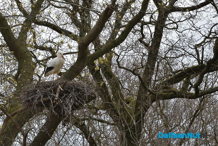 Ooievaarspaar bij kasteel Rechteren - Foto: Johan Bokma