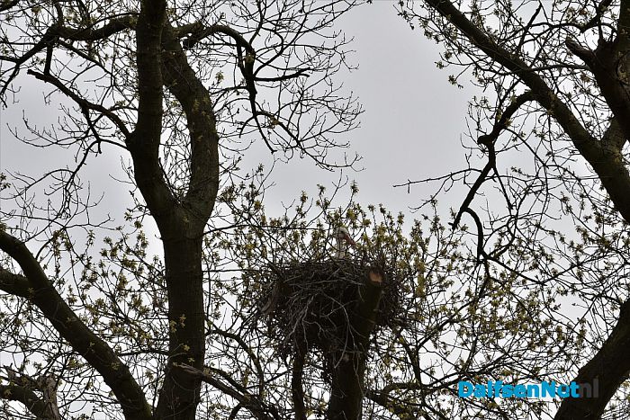 Ooievaarspaar bij kasteel Rechteren - Foto: Johan Bokma