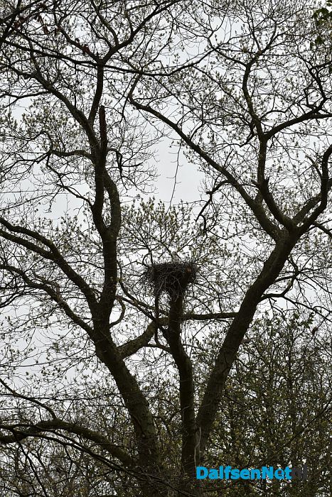 Ooievaarspaar bij kasteel Rechteren - Foto: Johan Bokma
