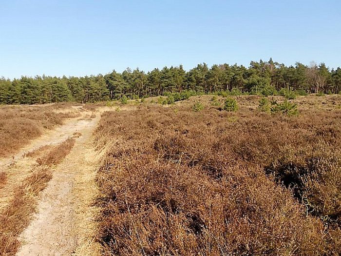 Het Rechterense Veld komt prachtig tot leven