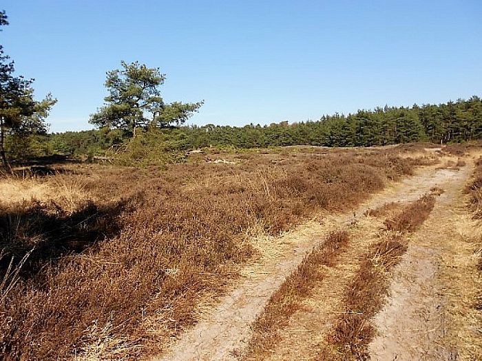 Het Rechterense Veld komt prachtig tot leven