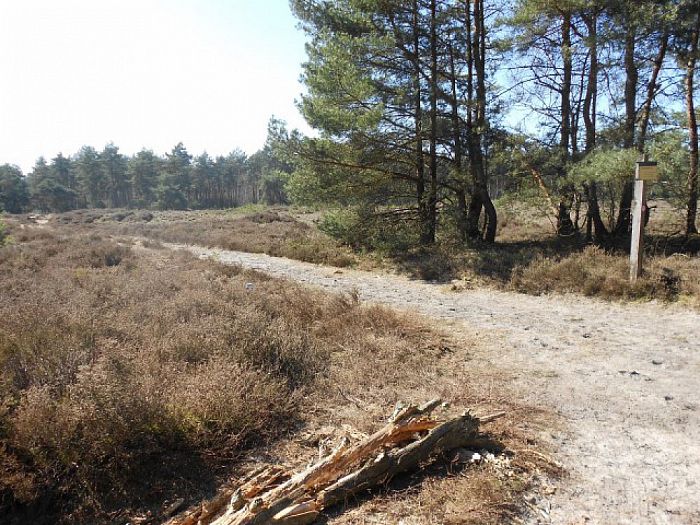 Het Rechterense Veld komt prachtig tot leven