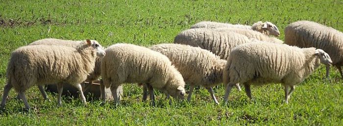 Het Rechterense Veld komt prachtig tot leven