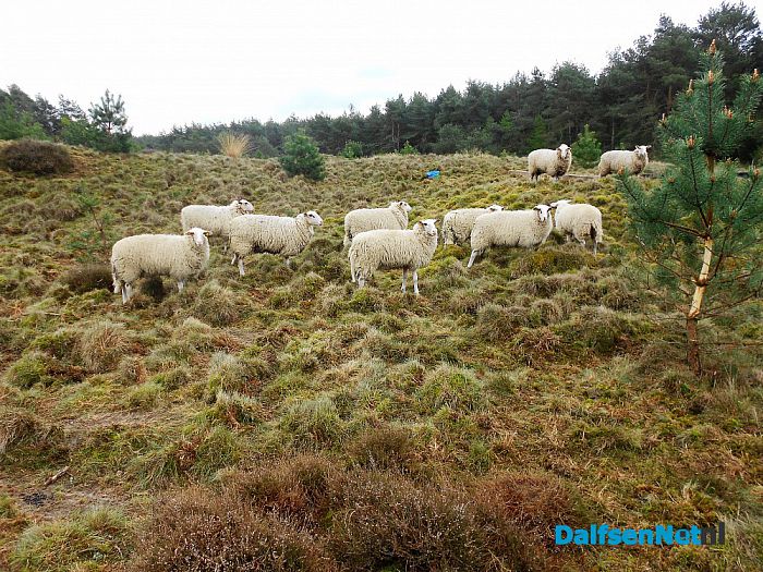 Puur natuur