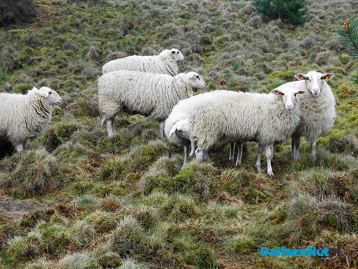 Puur natuur