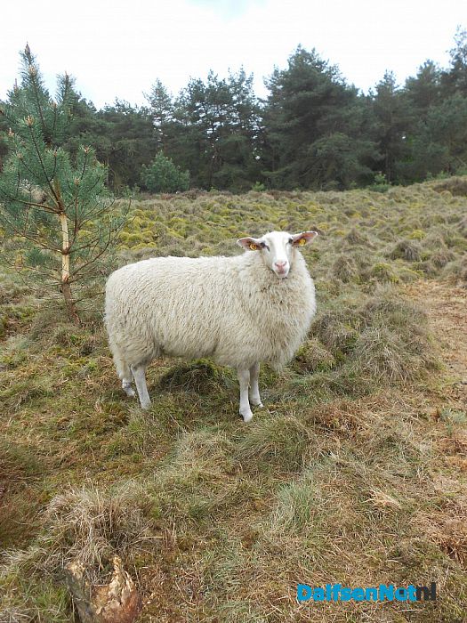 Puur natuur