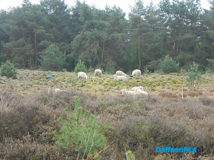 Puur natuur