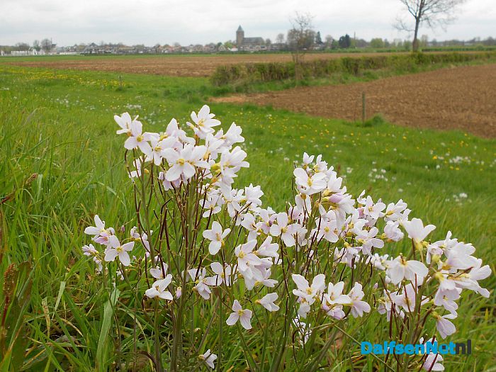Pinksterbloemen