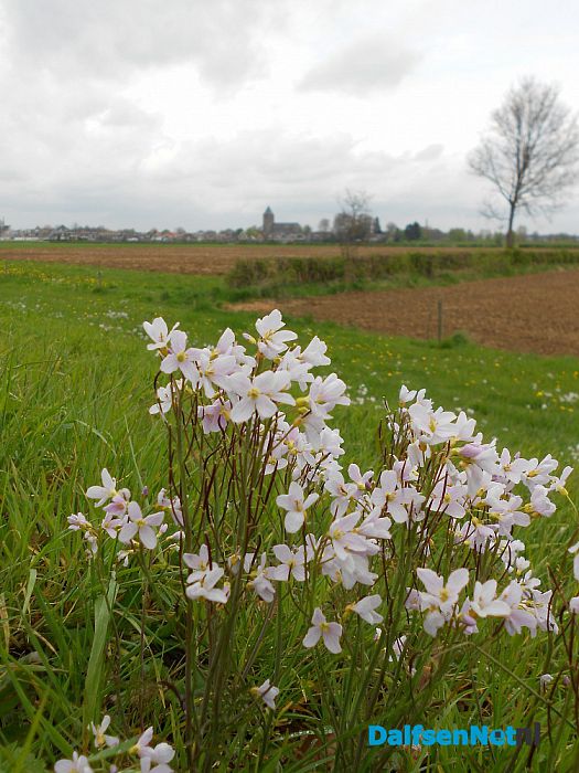 Pinksterbloemen
