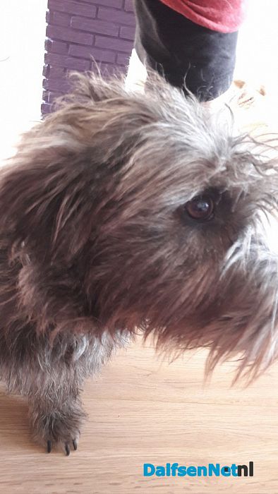 Gevonden hond al weer terecht - Foto: Ingezonden foto