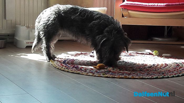 Gevonden hond al weer terecht - Foto: Ingezonden foto