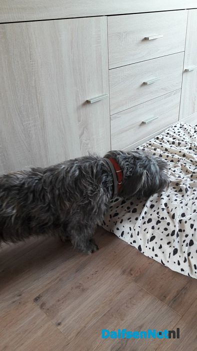Gevonden hond al weer terecht - Foto: Ingezonden foto