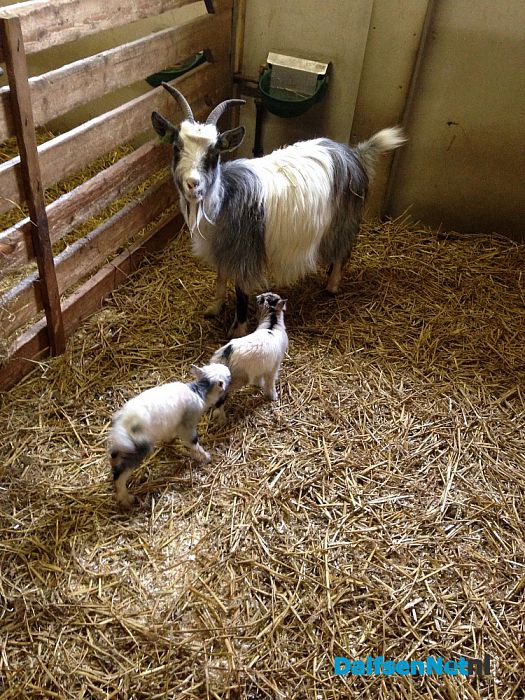Weer twee geitjes geboren op de Lindehoeve - Foto: Ingezonden foto