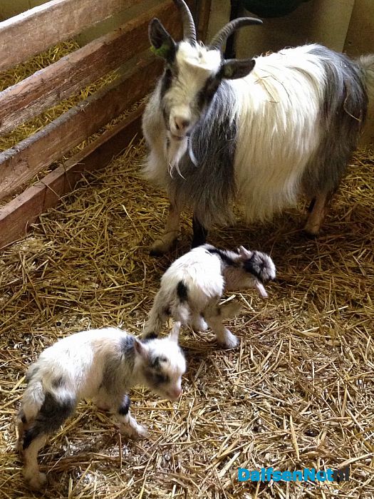 Weer twee geitjes geboren op de Lindehoeve - Foto: Ingezonden foto
