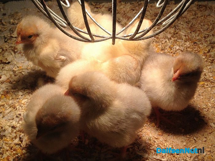 Kuikentjes op de natuurboerderij Lindehoeve - Foto: Ingezonden foto