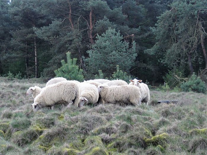 De kudde is aan het oefenen - Foto: Eigen geleverde foto
